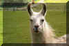 Llama at Cwmbran Community Farm , Greenmeadow